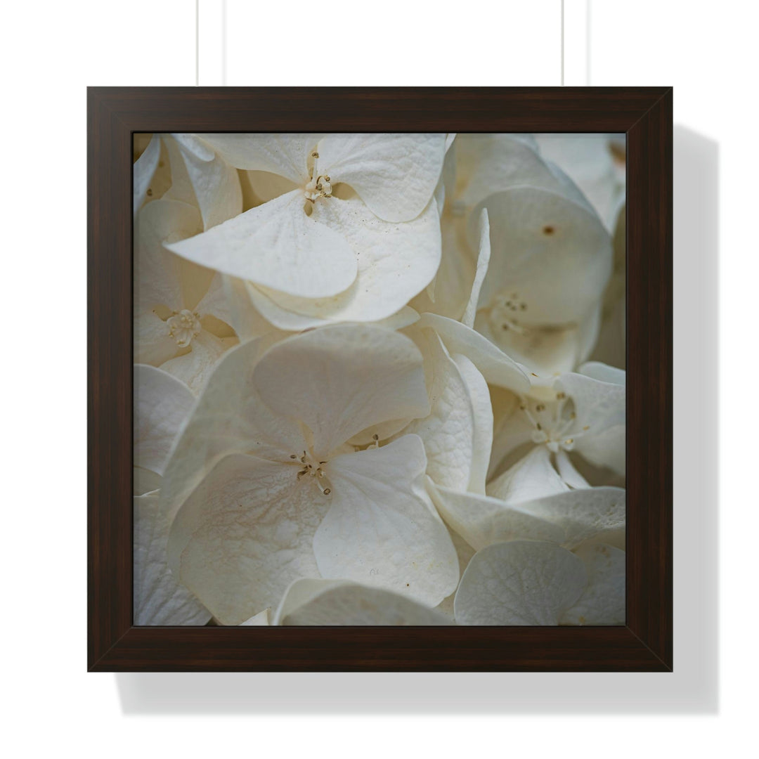 White Hydrangea Detail - Framed Print - Visiting This World