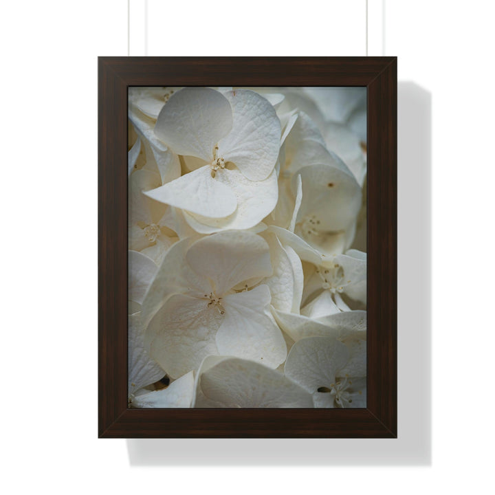 White Hydrangea Detail - Framed Print - Visiting This World