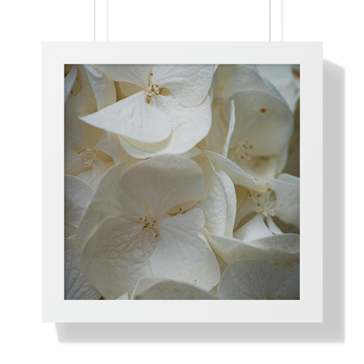 White Hydrangea Detail - Framed Print - Visiting This World