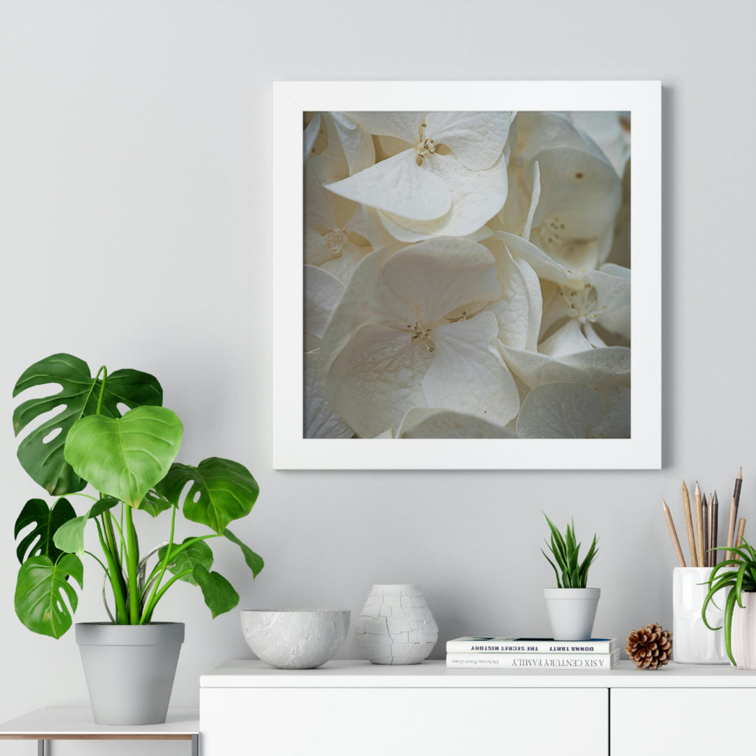 White Hydrangea Detail - Framed Print - Visiting This World