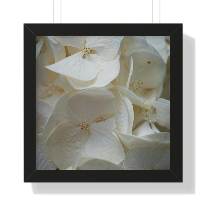 White Hydrangea Detail - Framed Print - Visiting This World