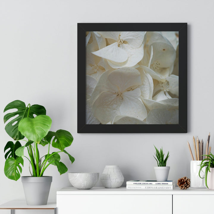 White Hydrangea Detail - Framed Print - Visiting This World