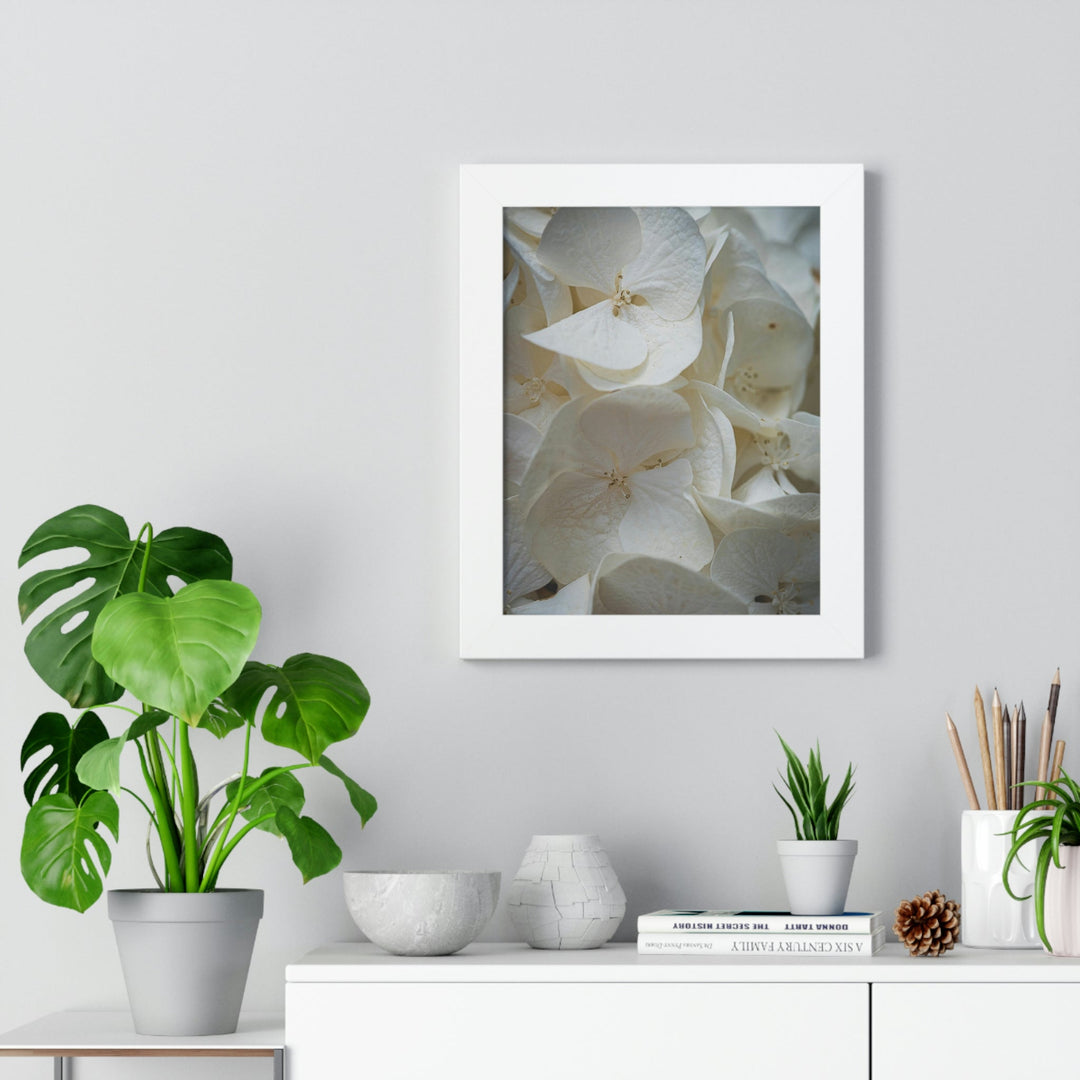 White Hydrangea Detail - Framed Print - Visiting This World