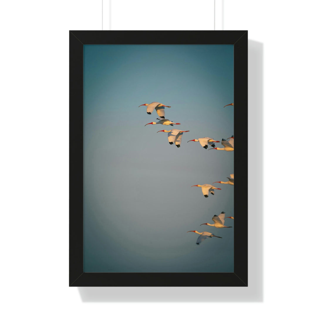 White Ibis in Flight - Framed Print - Visiting This World