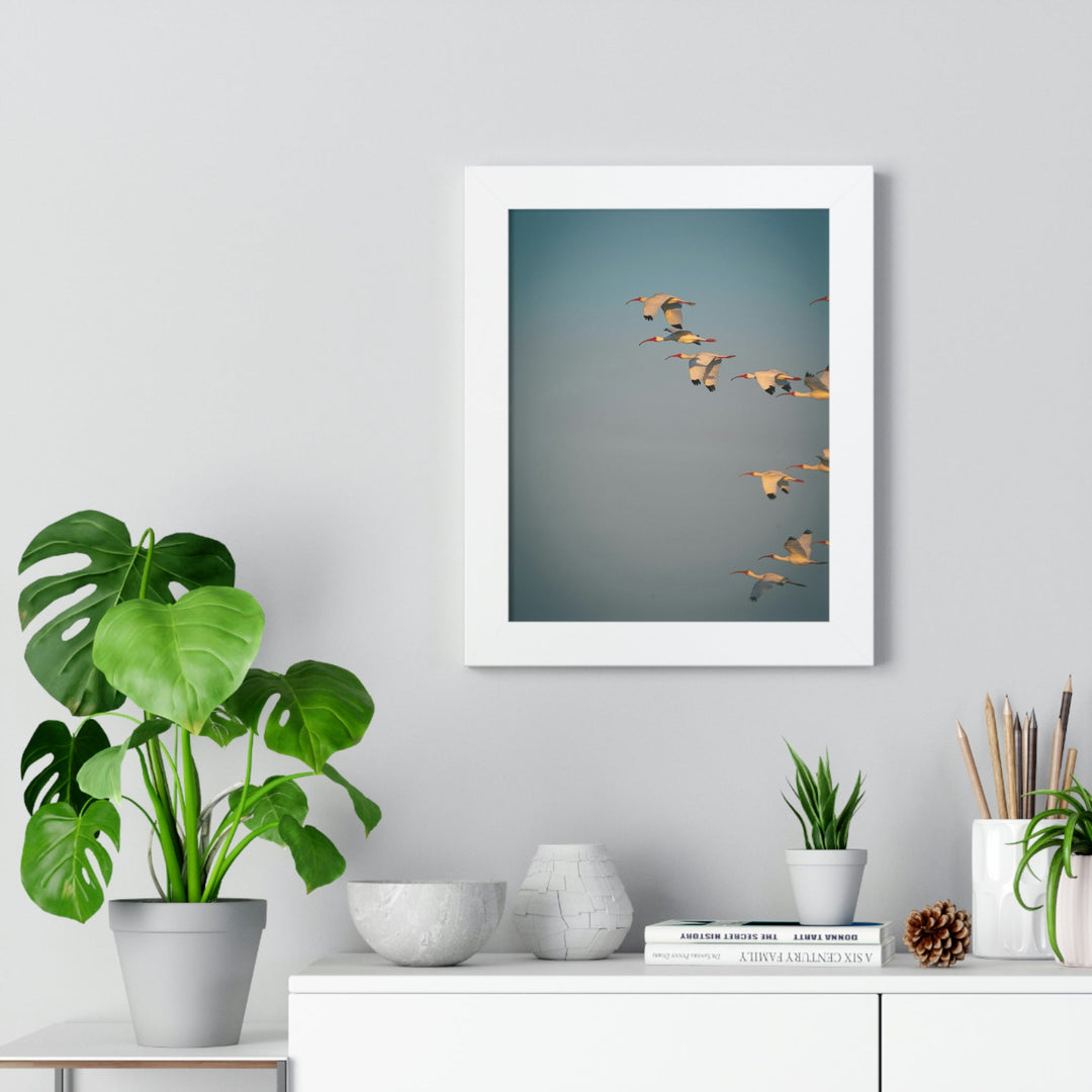 White Ibis in Flight - Framed Print - Visiting This World