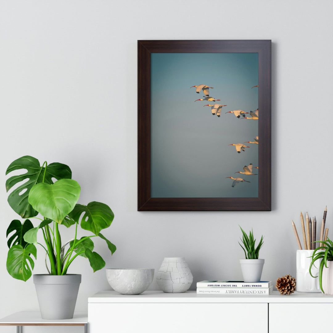 White Ibis in Flight - Framed Print - Visiting This World