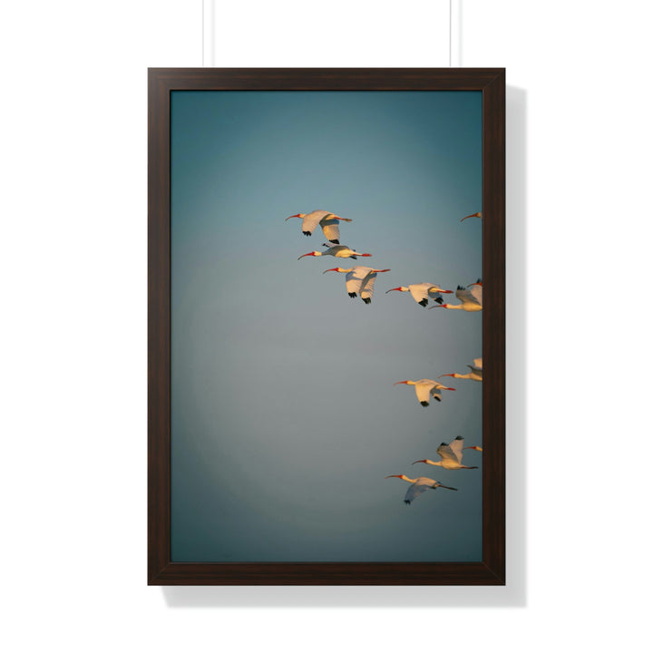 White Ibis in Flight - Framed Print - Visiting This World