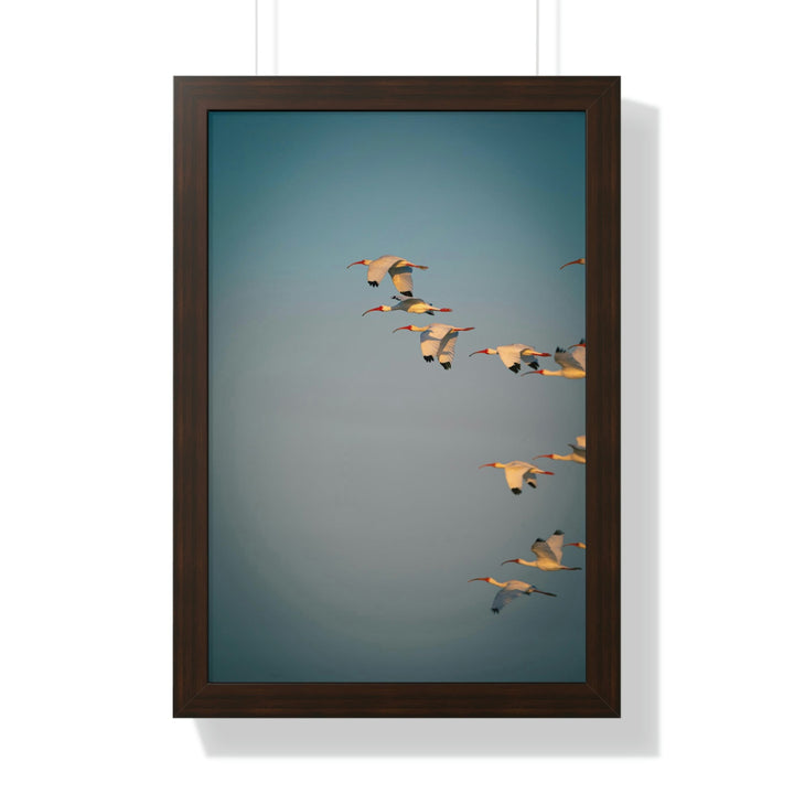 White Ibis in Flight - Framed Print - Visiting This World