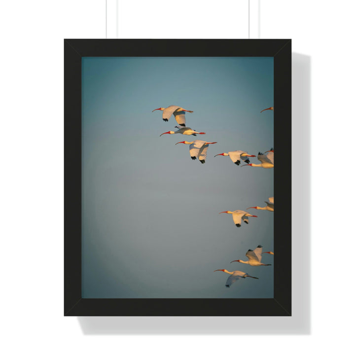 White Ibis in Flight - Framed Print - Visiting This World