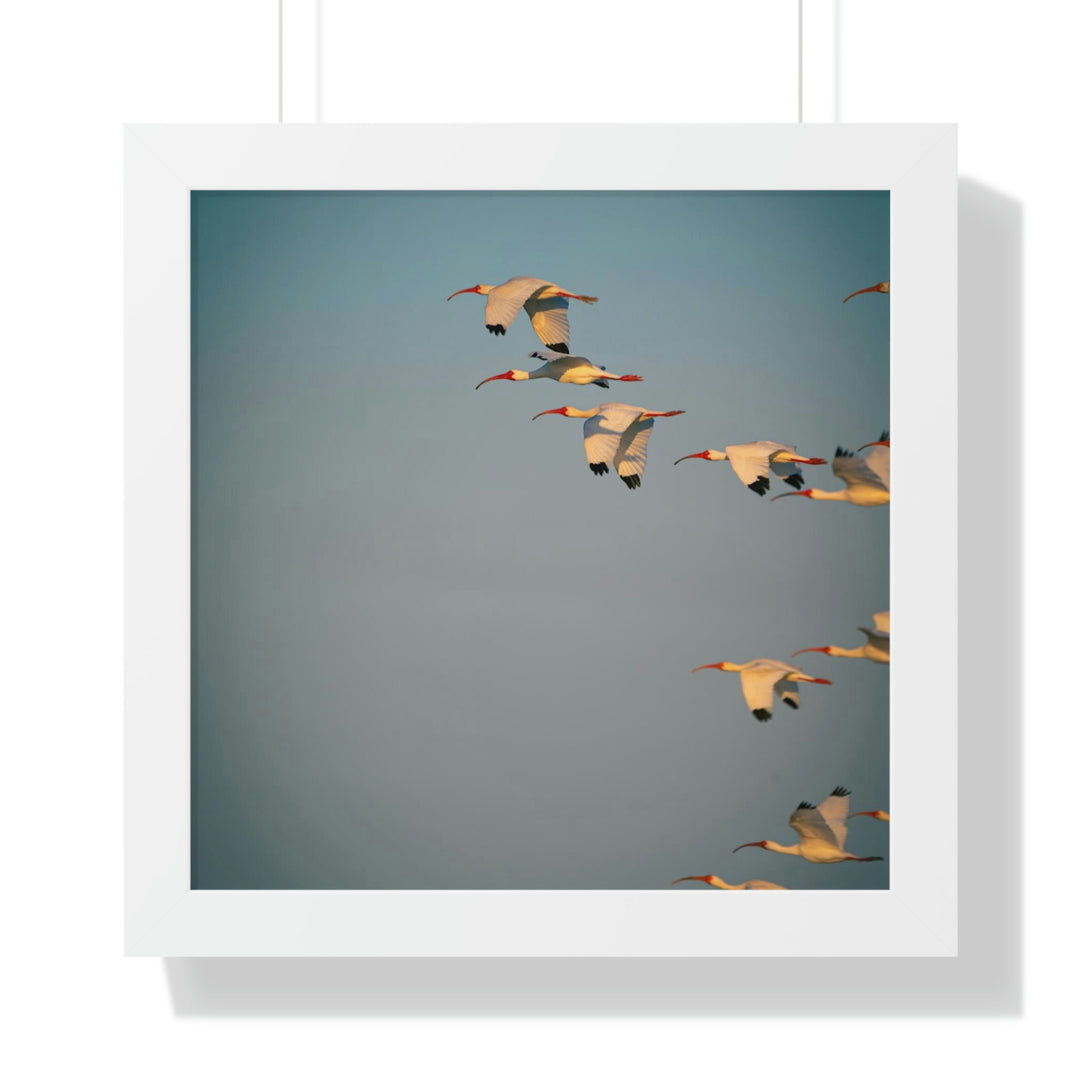 White Ibis in Flight - Framed Print - Visiting This World