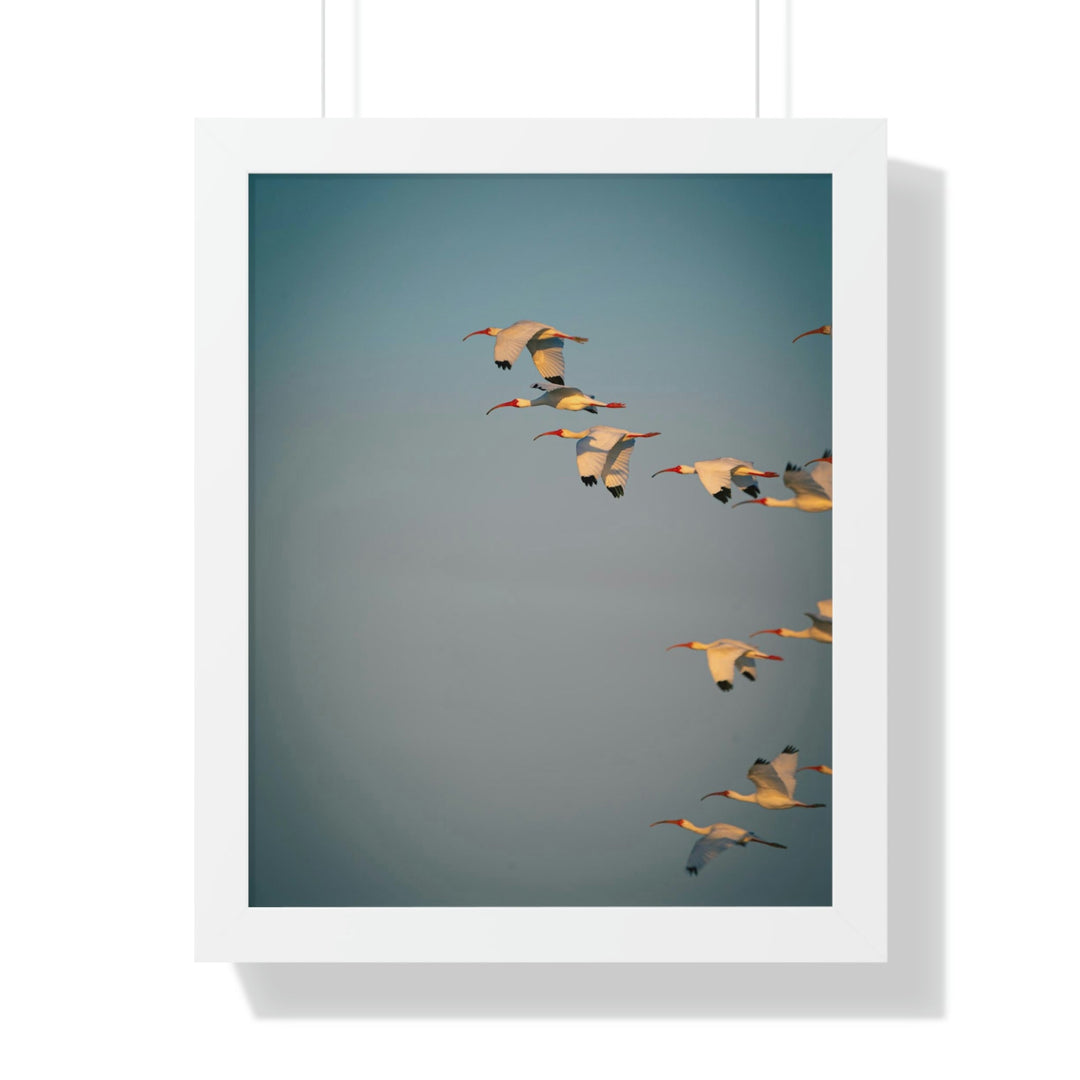 White Ibis in Flight - Framed Print - Visiting This World