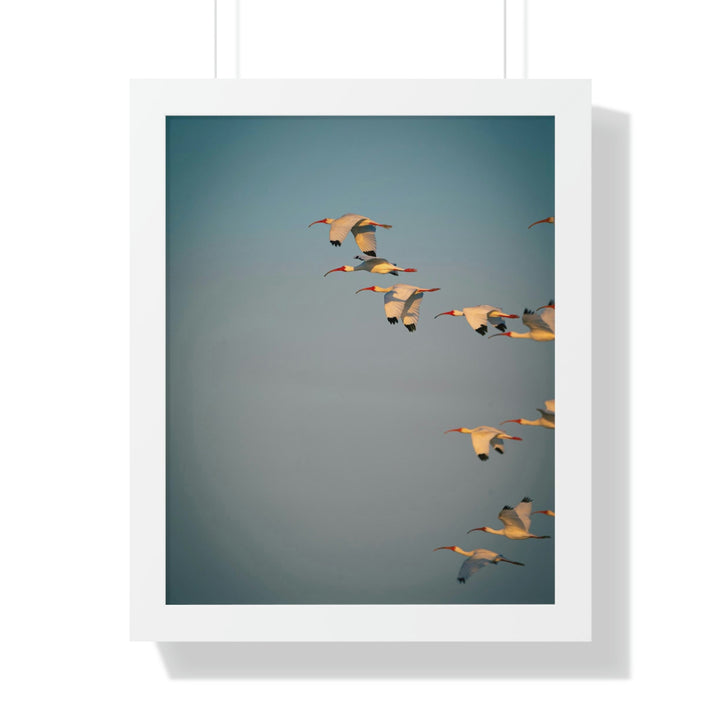 White Ibis in Flight - Framed Print - Visiting This World