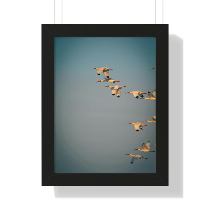 White Ibis in Flight - Framed Print - Visiting This World