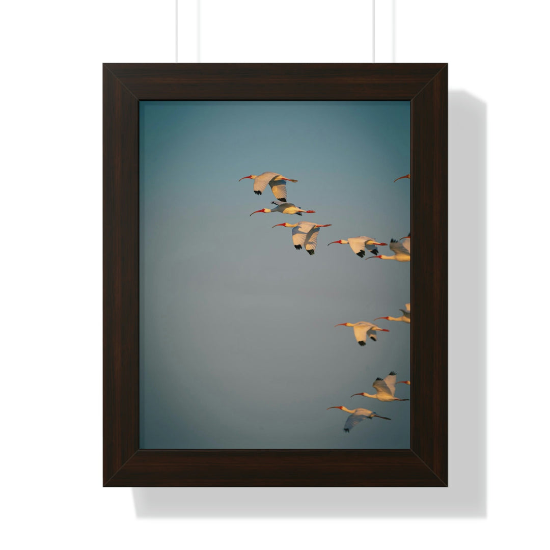 White Ibis in Flight - Framed Print - Visiting This World