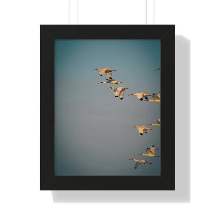 White Ibis in Flight - Framed Print - Visiting This World