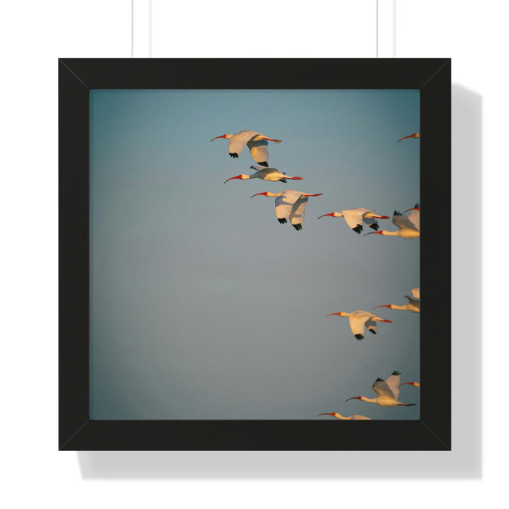 White Ibis in Flight - Framed Print - Visiting This World