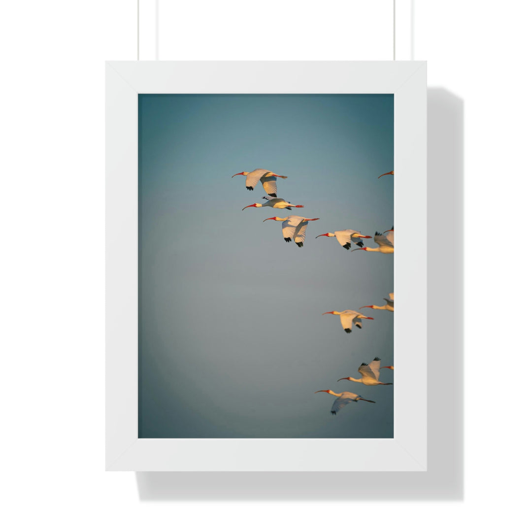 White Ibis in Flight - Framed Print - Visiting This World