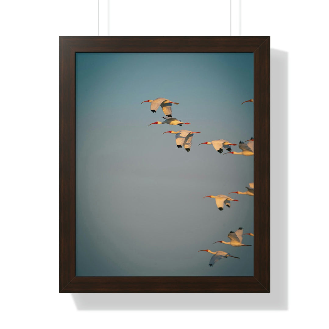 White Ibis in Flight - Framed Print - Visiting This World