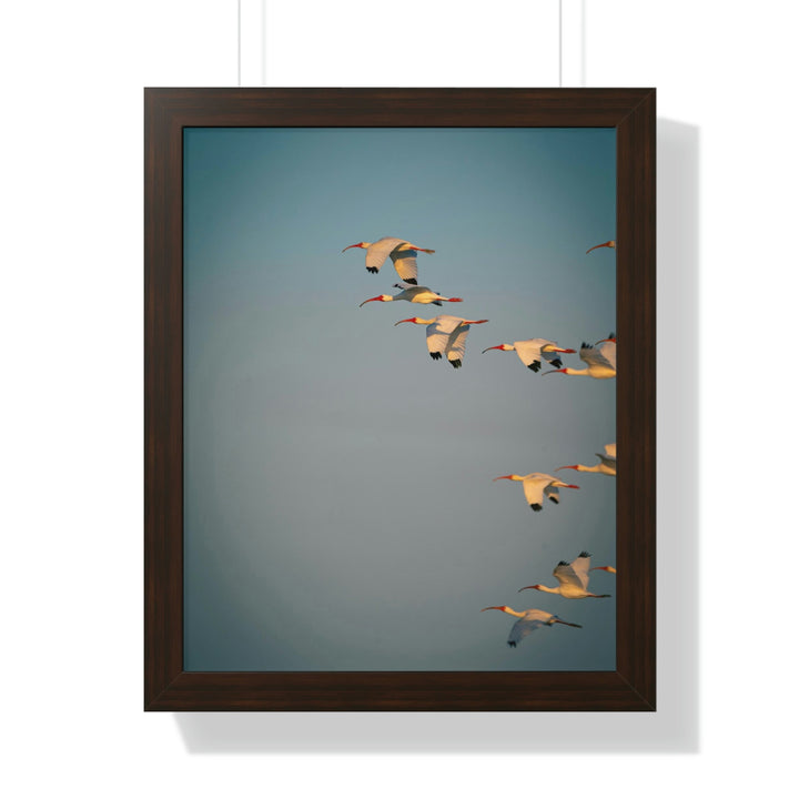 White Ibis in Flight - Framed Print - Visiting This World