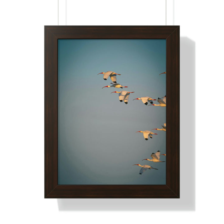 White Ibis in Flight - Framed Print - Visiting This World