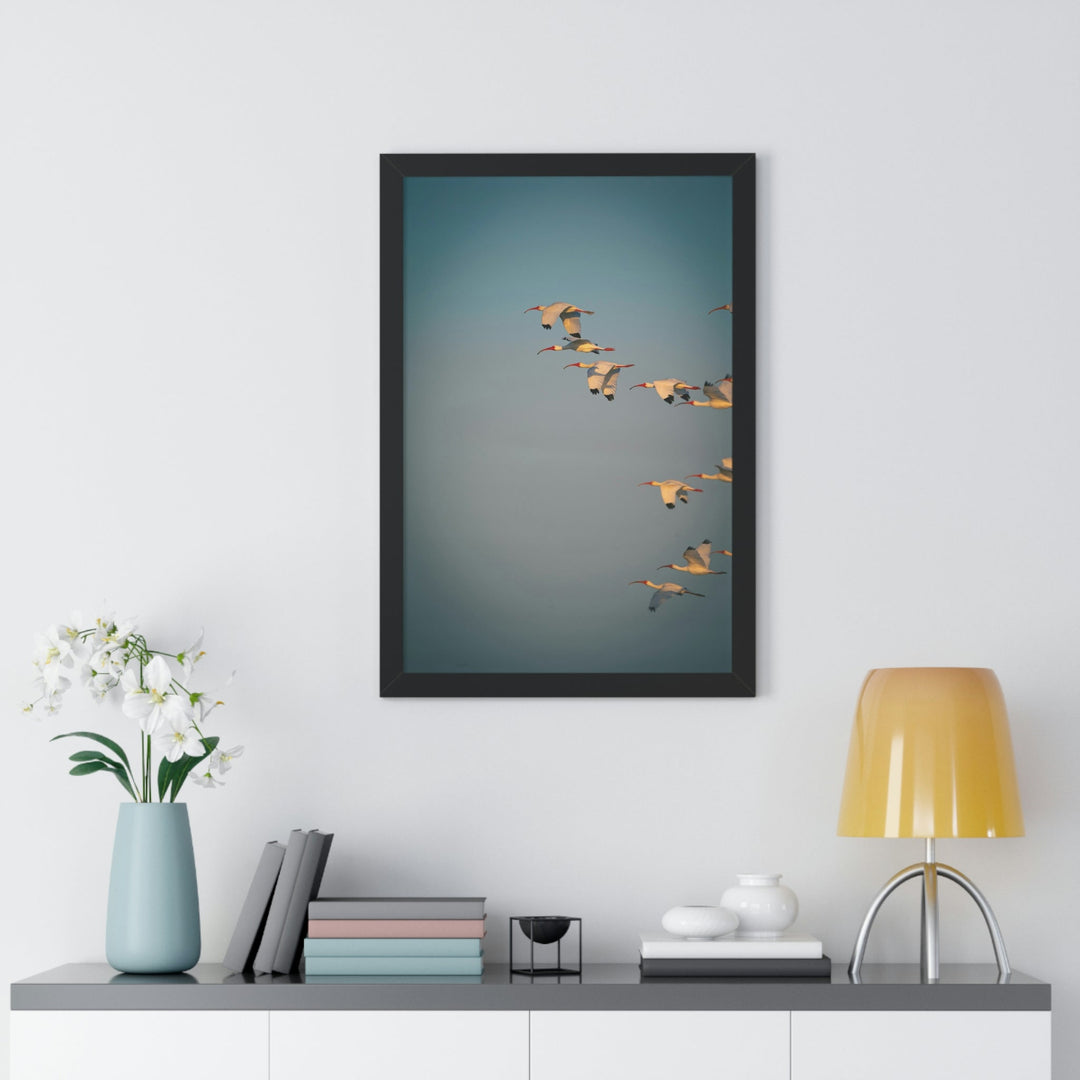 White Ibis in Flight - Framed Print - Visiting This World