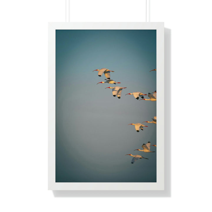 White Ibis in Flight - Framed Print - Visiting This World