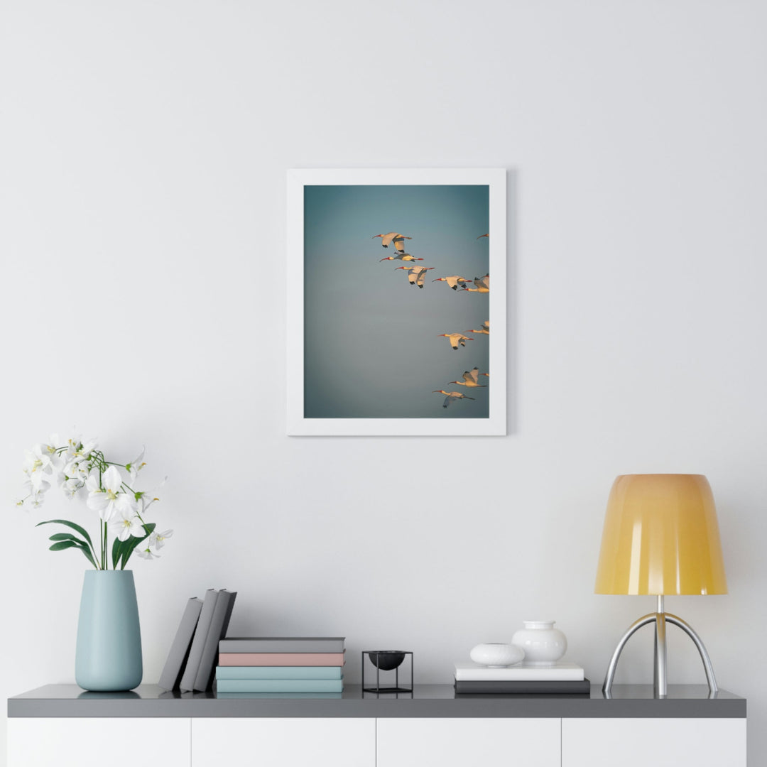 White Ibis in Flight - Framed Print - Visiting This World