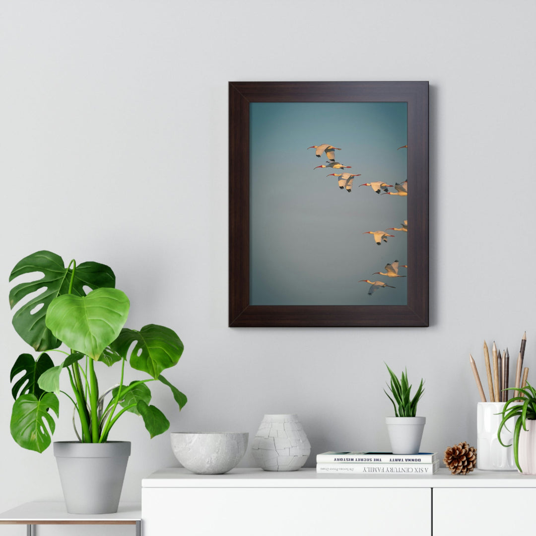 White Ibis in Flight - Framed Print - Visiting This World