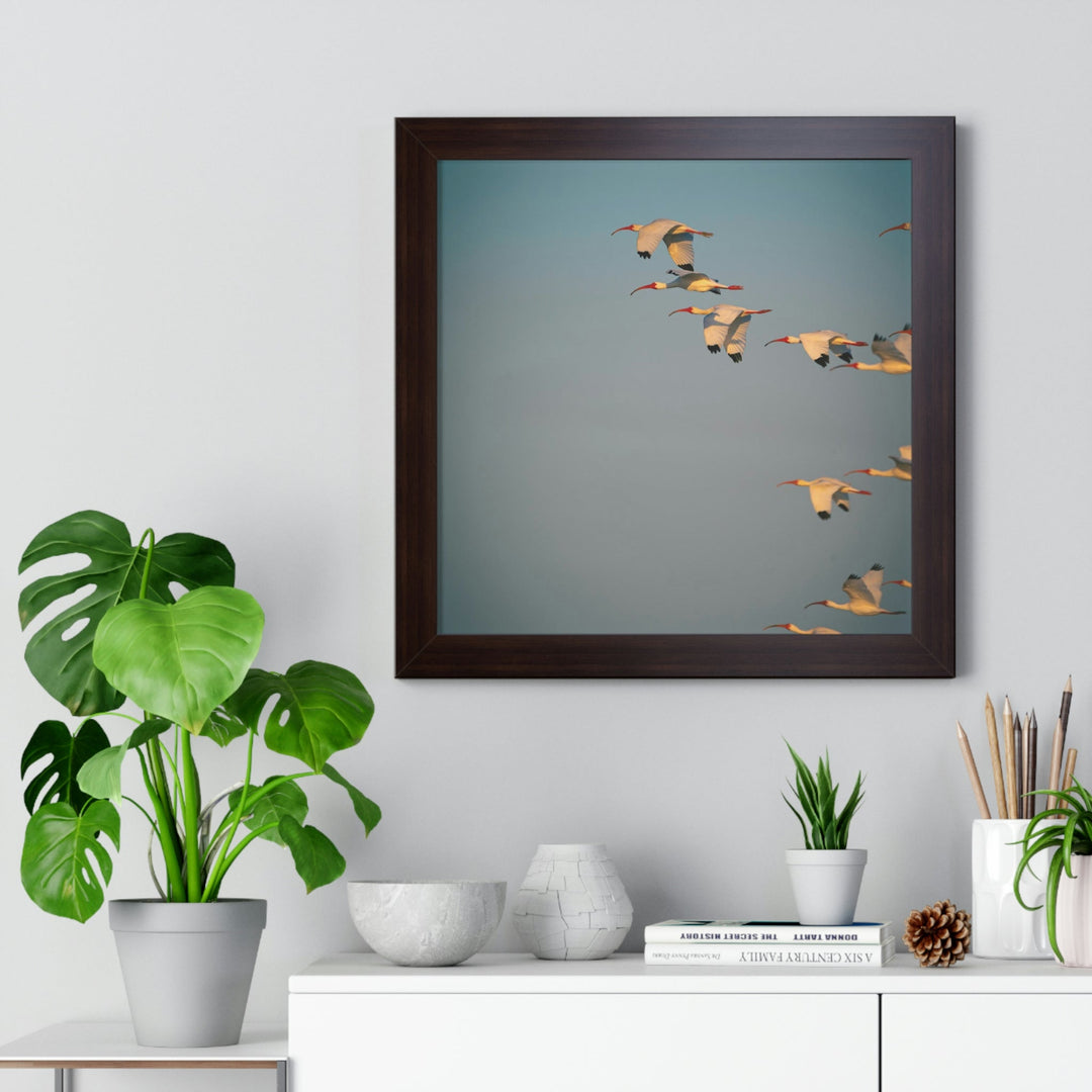 White Ibis in Flight - Framed Print - Visiting This World