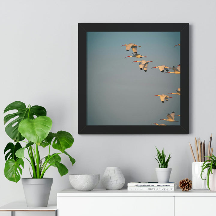 White Ibis in Flight - Framed Print - Visiting This World