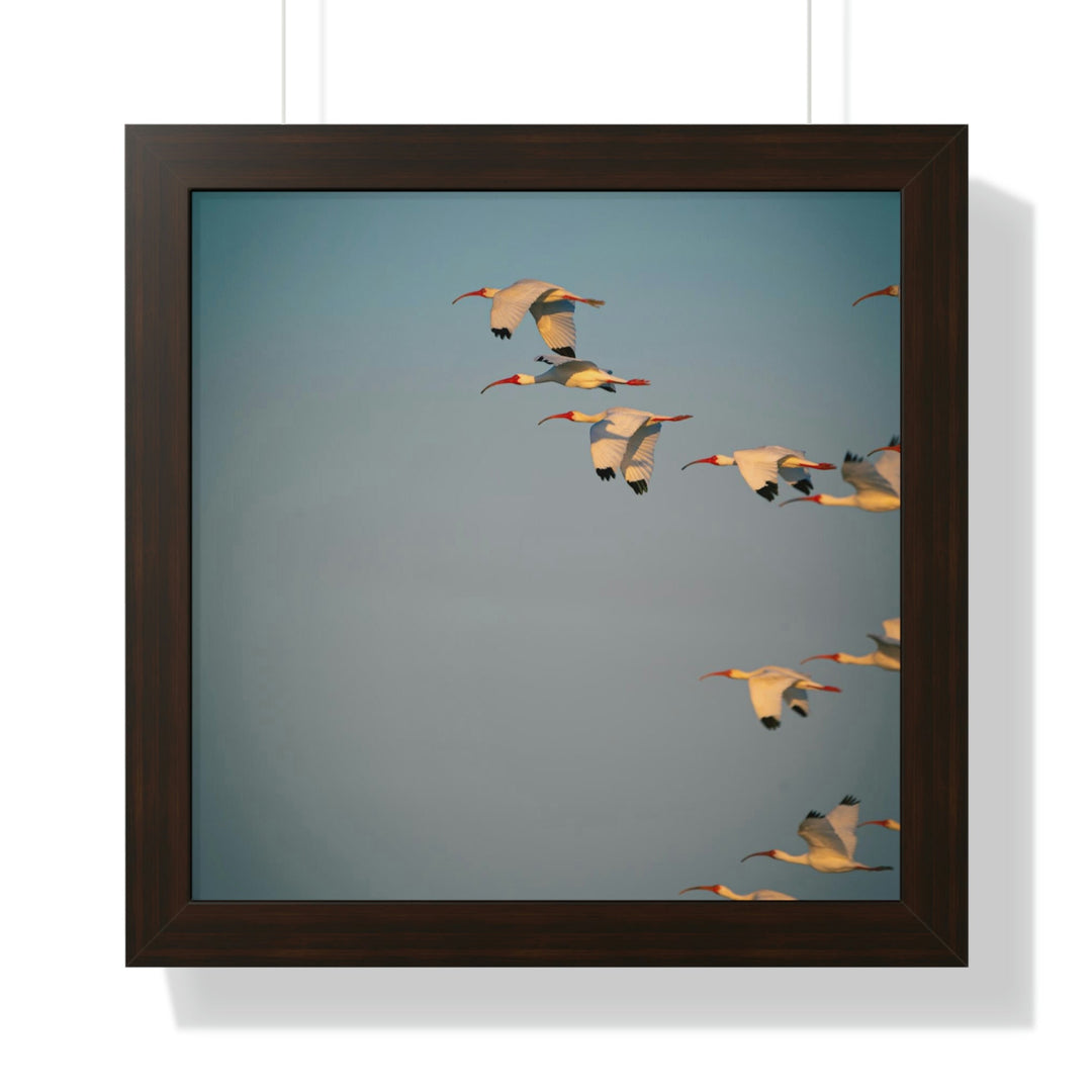 White Ibis in Flight - Framed Print - Visiting This World