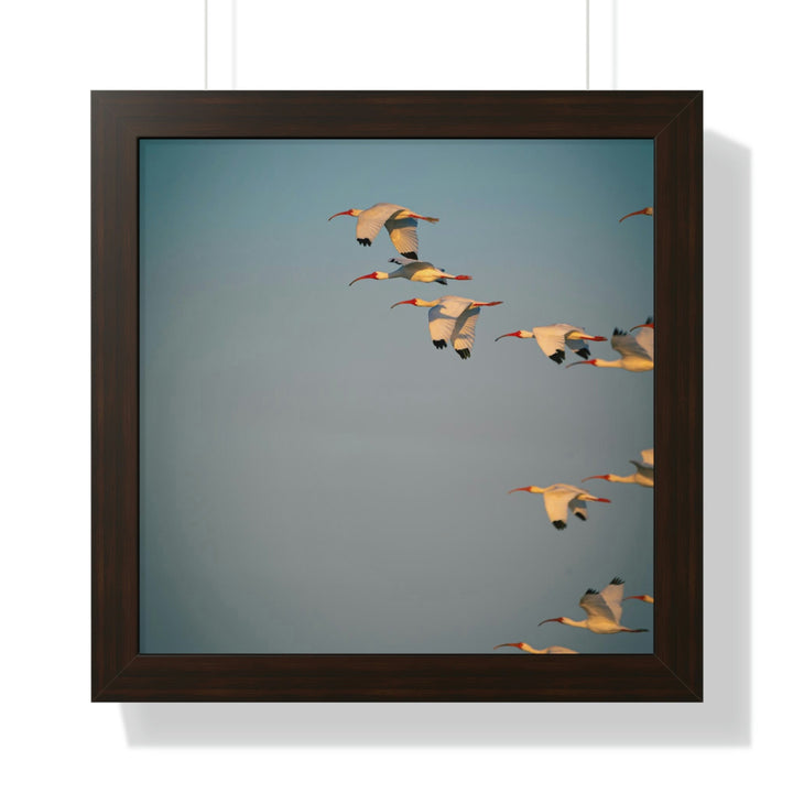 White Ibis in Flight - Framed Print - Visiting This World