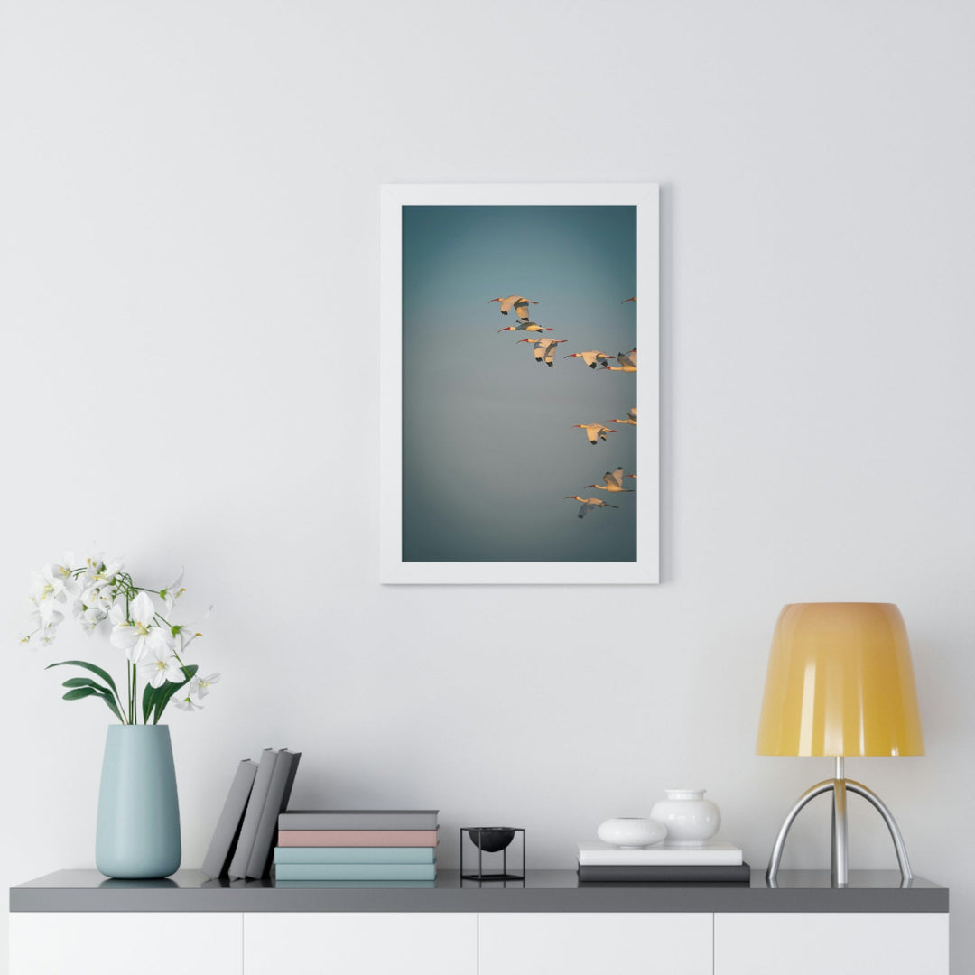 White Ibis in Flight - Framed Print - Visiting This World