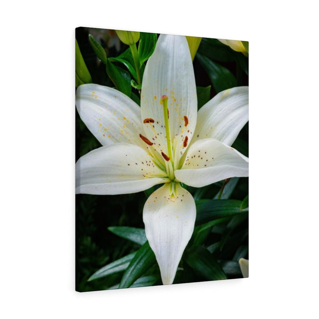 White Lily - Canvas - Visiting This World