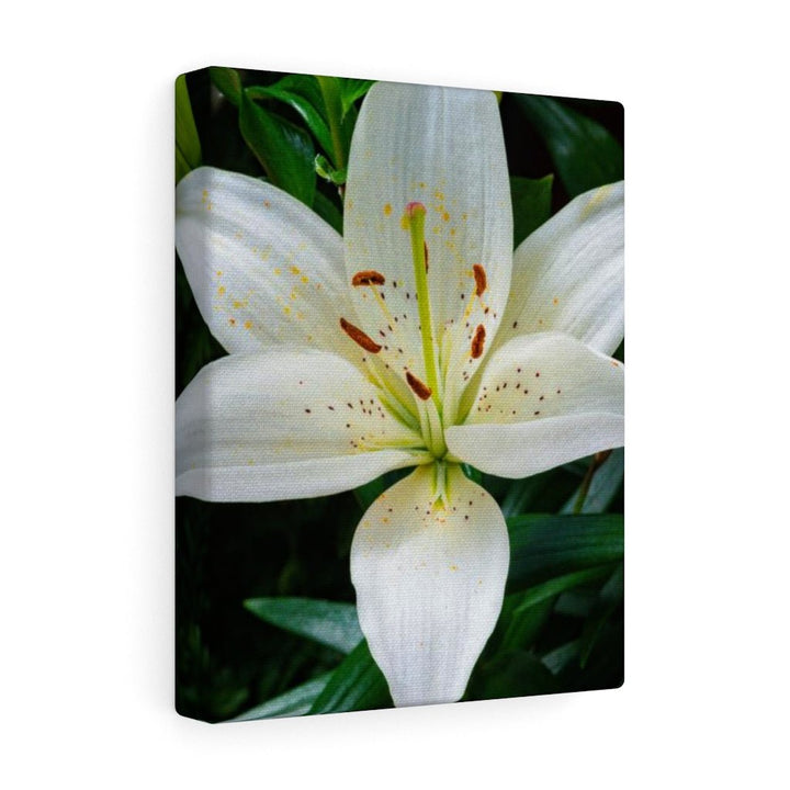 White Lily - Canvas - Visiting This World