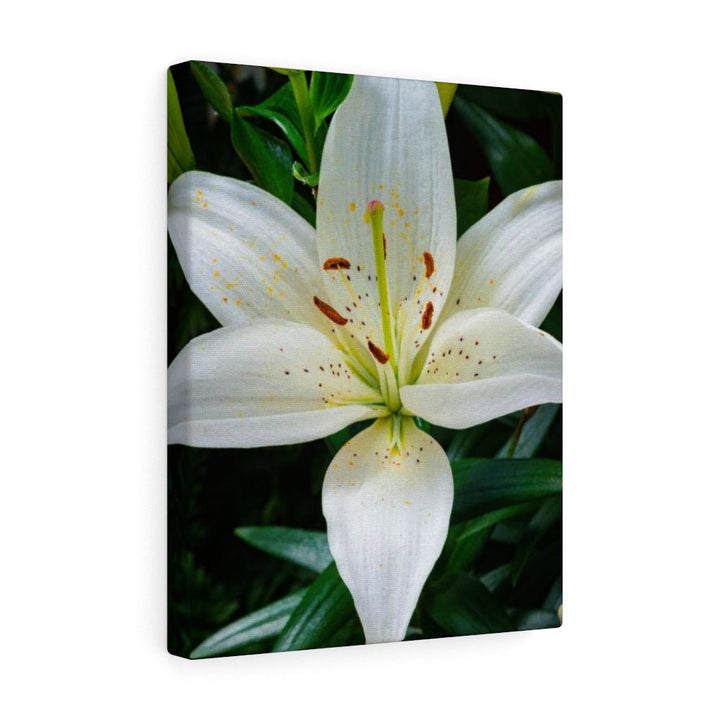 White Lily - Canvas - Visiting This World