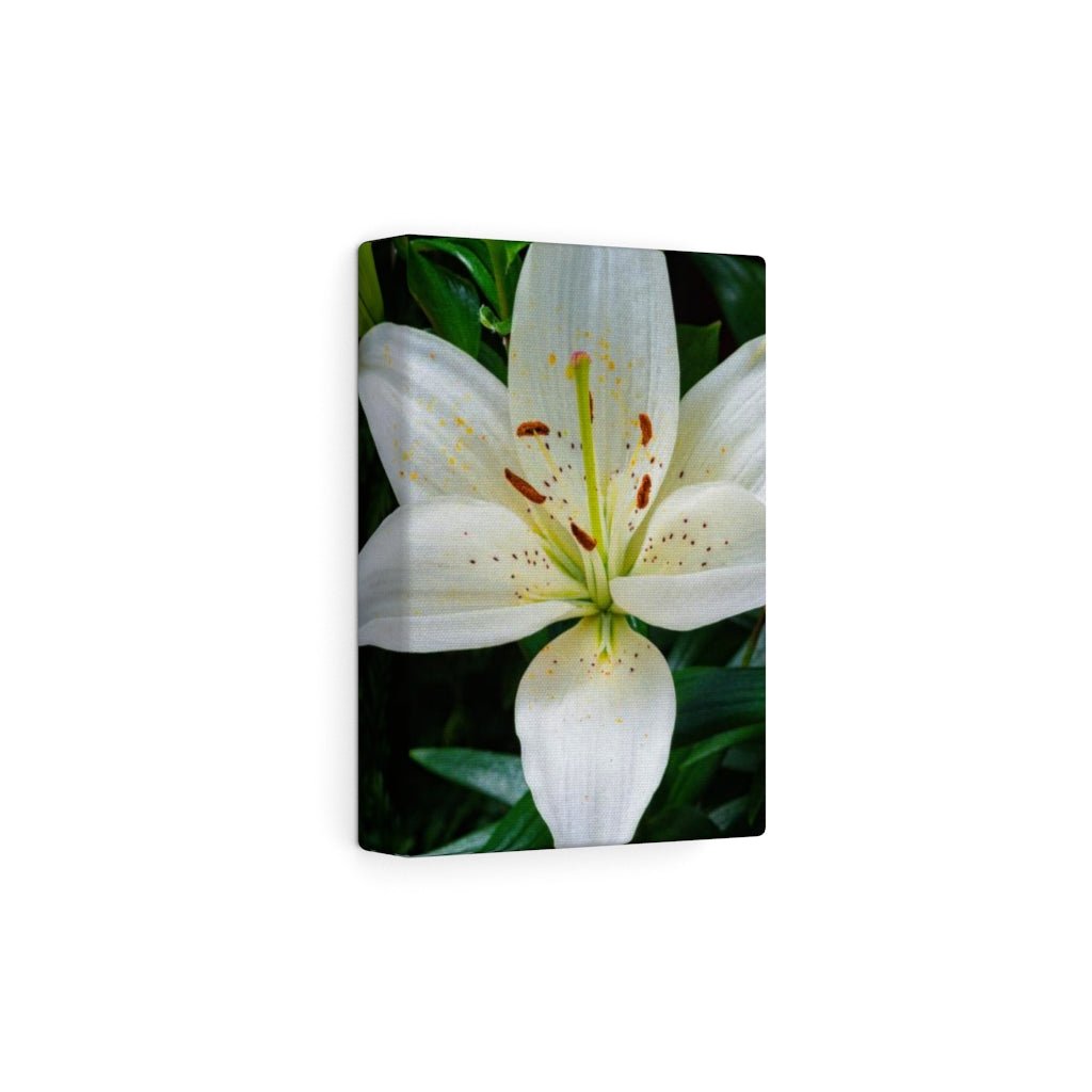 White Lily - Canvas - Visiting This World