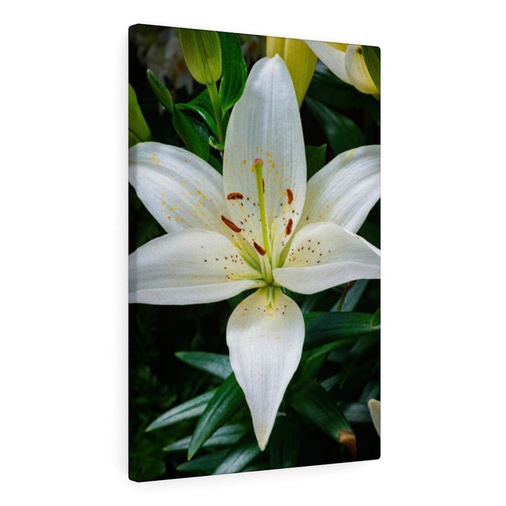 White Lily - Canvas - Visiting This World