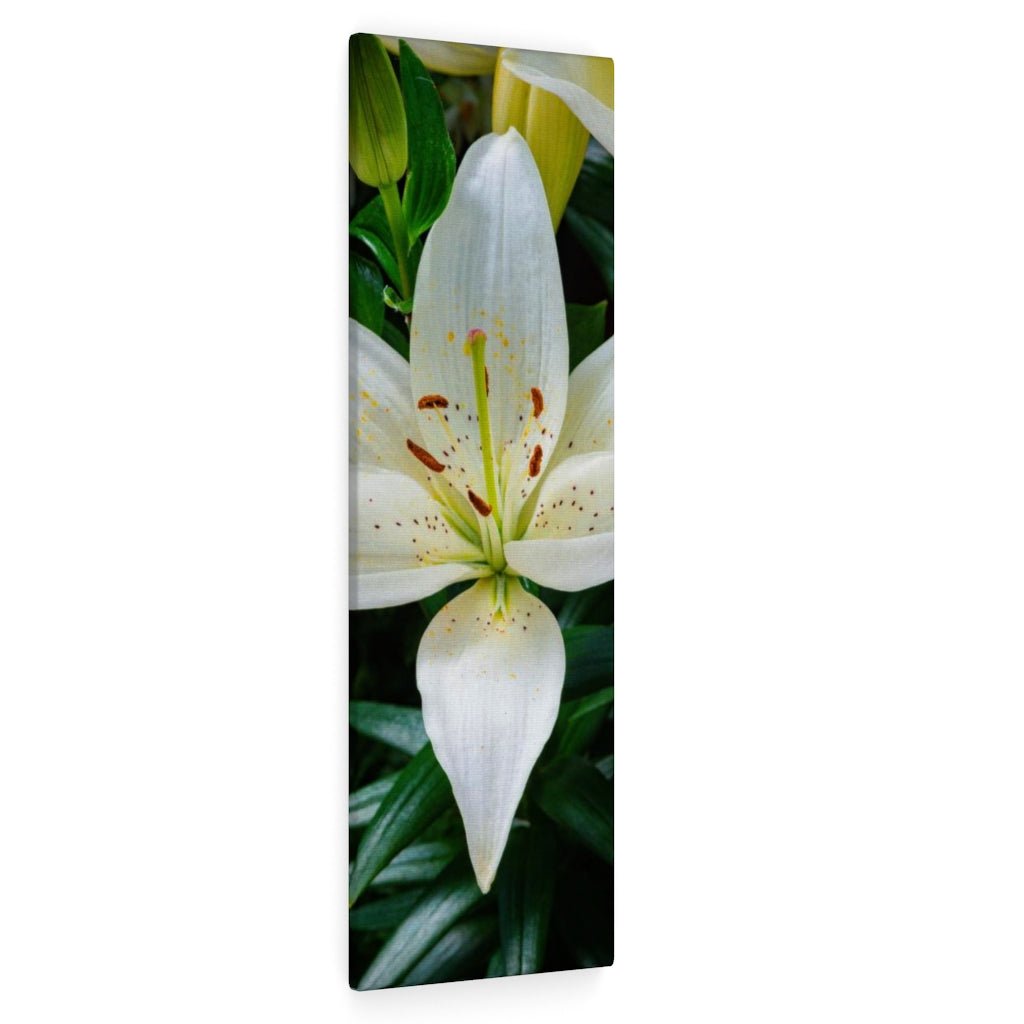 White Lily - Canvas - Visiting This World