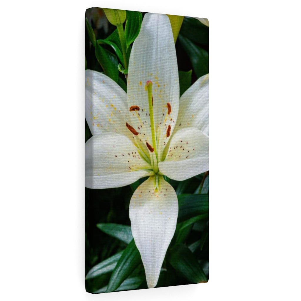 White Lily - Canvas - Visiting This World