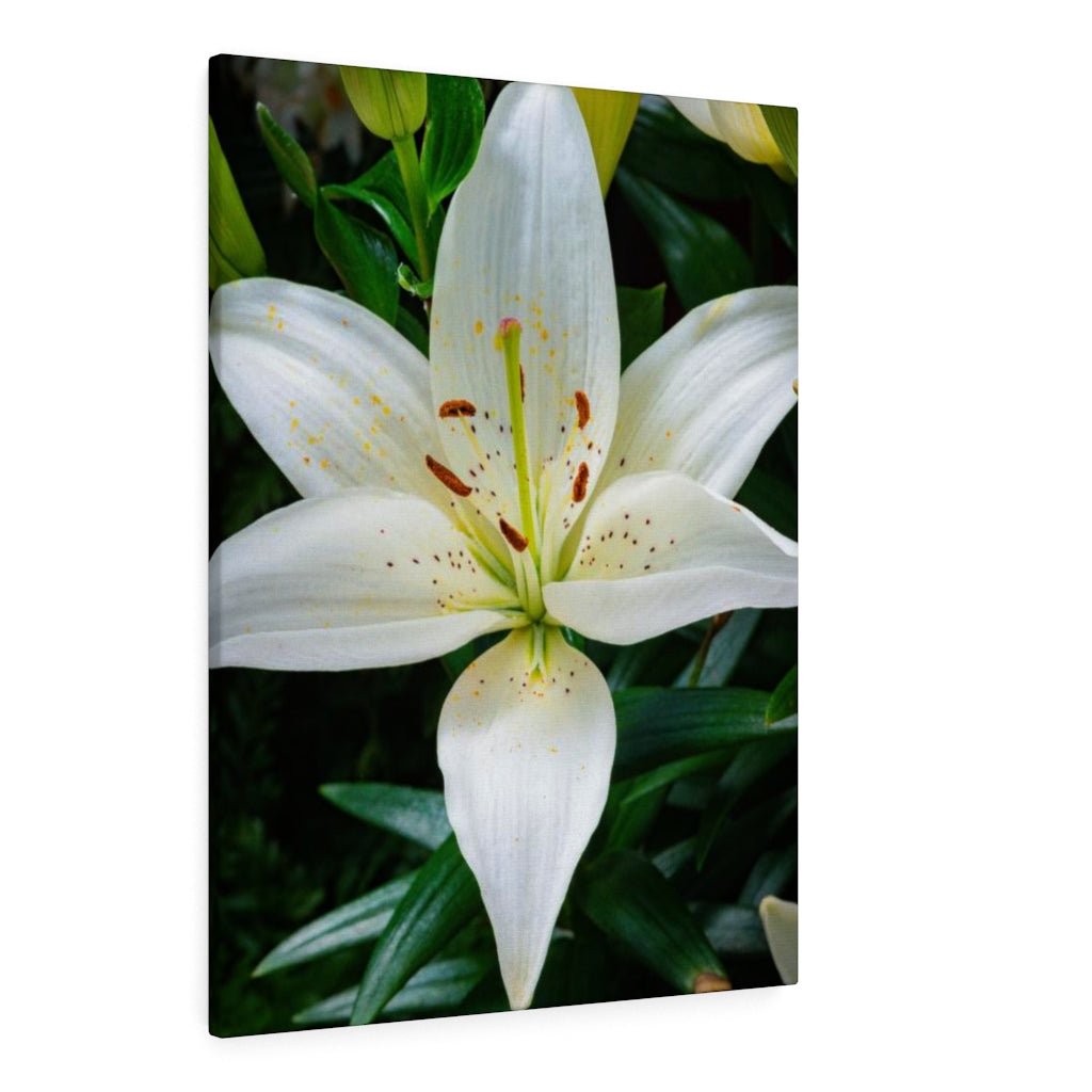 White Lily - Canvas - Visiting This World