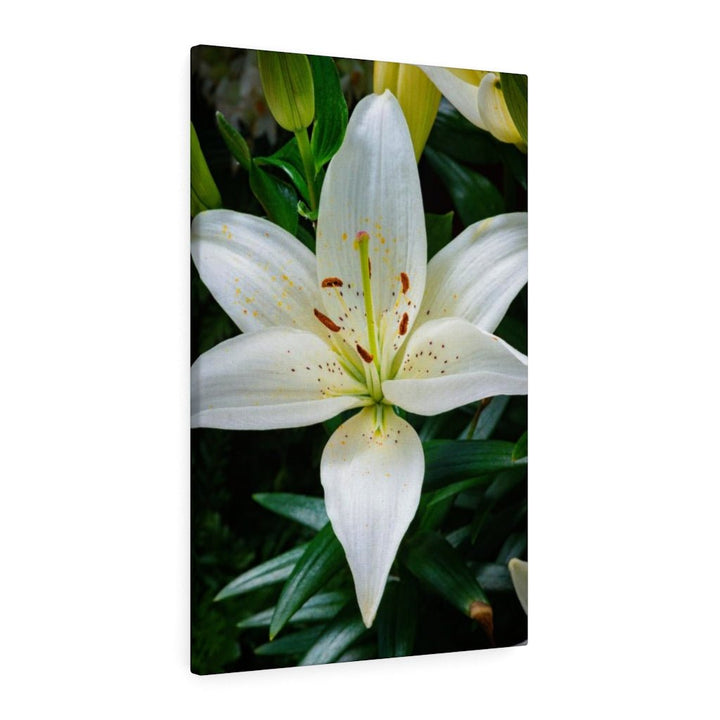 White Lily - Canvas - Visiting This World