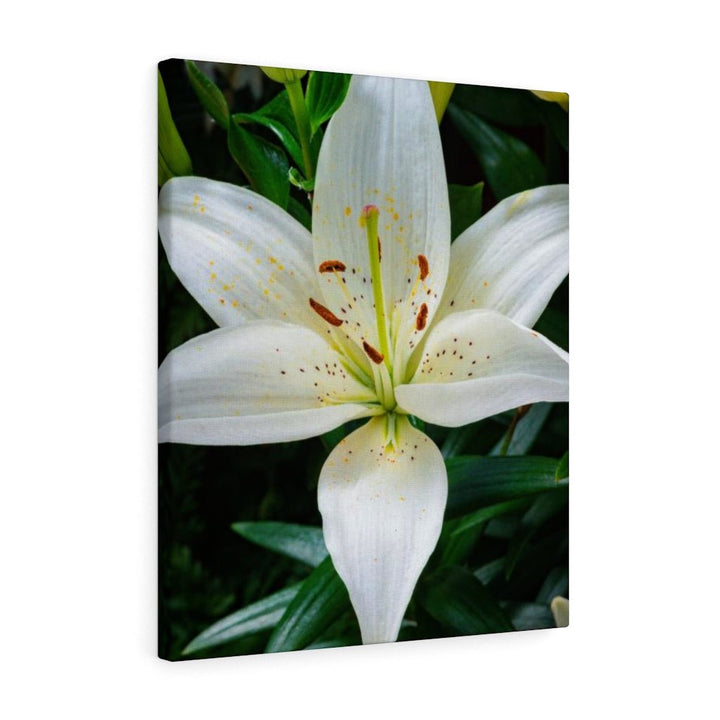 White Lily - Canvas - Visiting This World