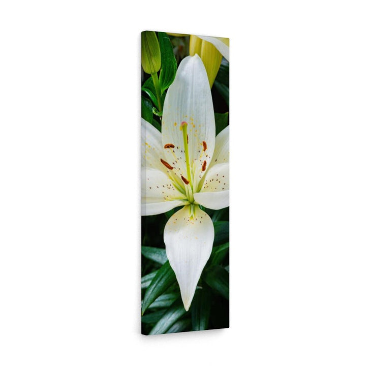 White Lily - Canvas - Visiting This World