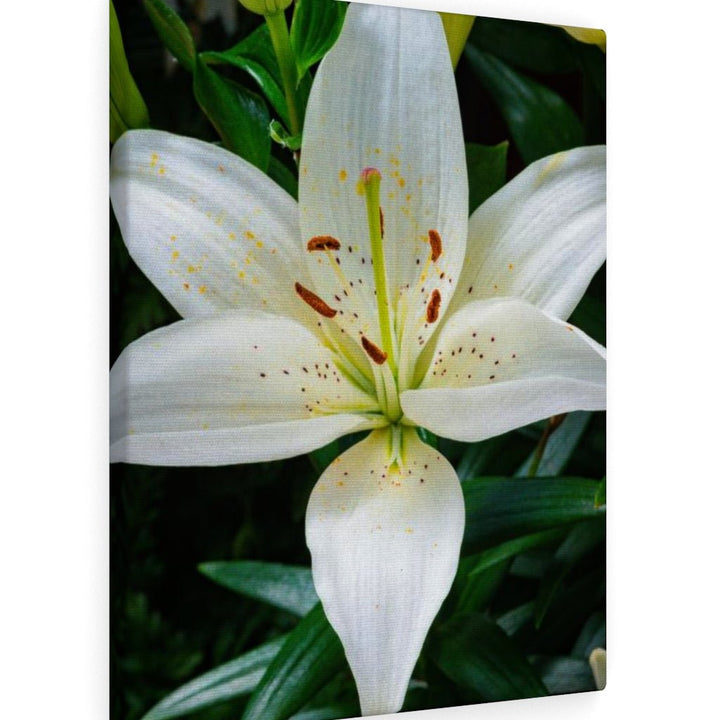 White Lily - Canvas - Visiting This World