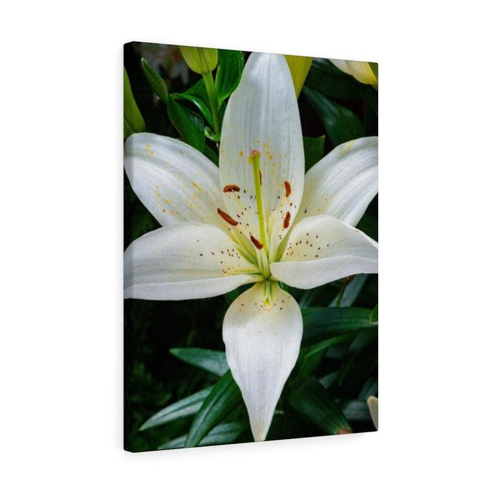 White Lily - Canvas - Visiting This World