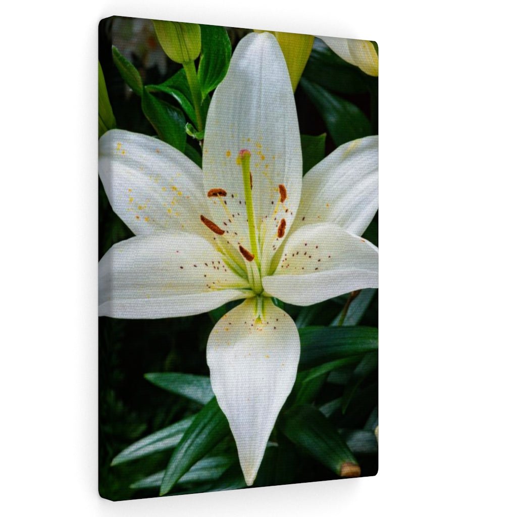 White Lily - Canvas - Visiting This World