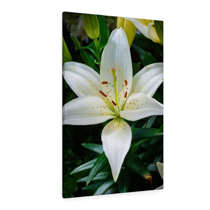 White Lily - Canvas - Visiting This World