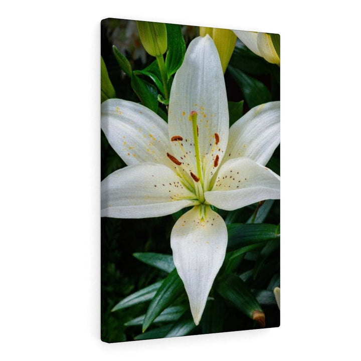 White Lily - Canvas - Visiting This World