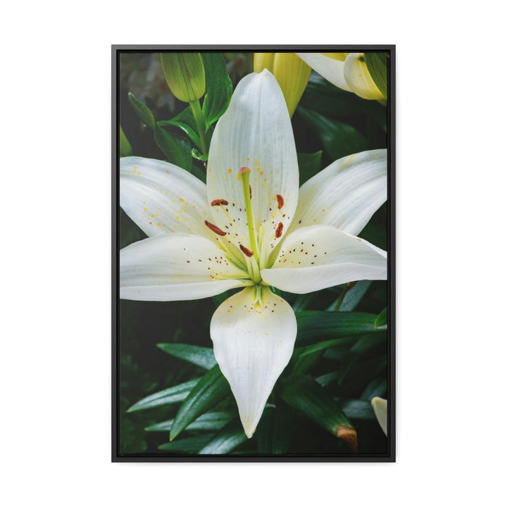 White Lily - Canvas with Frame - Visiting This World